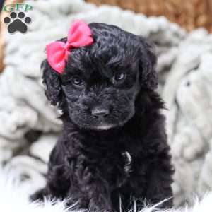 Rosa, Cavapoo Puppy